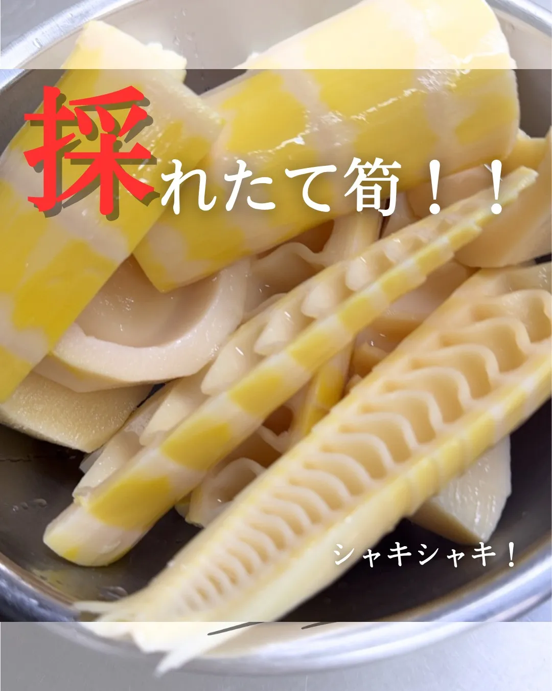 【採れたて筍🌿✨】